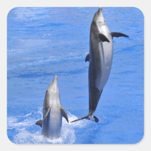 Dolphins jumping out of water vierkante sticker