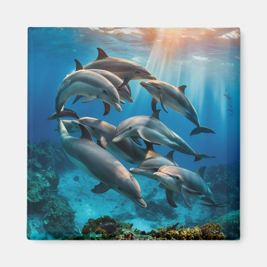 Dolphins Magnet (Voorkant)
