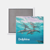 Dolphins Magnet (Voorkant / Achterkant)