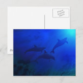 DOLPHINS ONDERWATER BRIEFKAART (Voorkant / Achterkant)