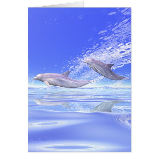 Dolphins Racing (Voorkant)