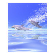 Dolphins Racing