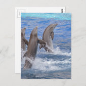 Dolphins standing out of the water briefkaart (Voorkant / Achterkant)