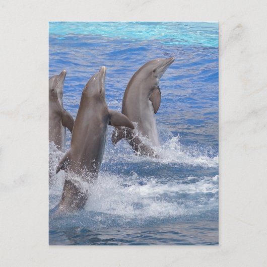 Dolphins standing out of the water briefkaart (Voorkant)