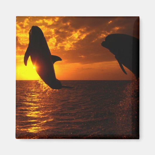 Dolphins Symphony op Sunset Magneet (Voorkant)
