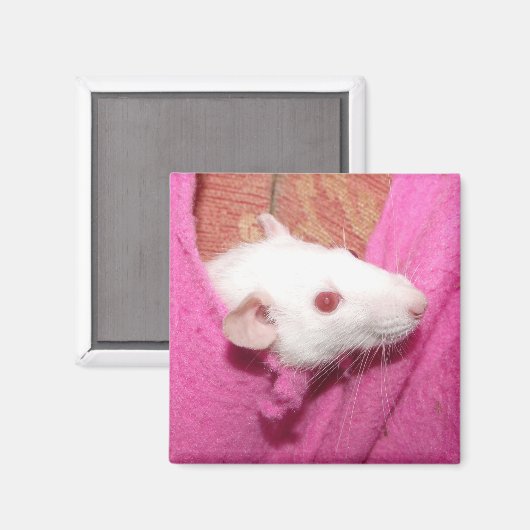 Dombo rat magneet (Voorkant / Achterkant)