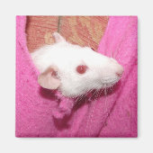 Dombo rat magneet (Voorkant)