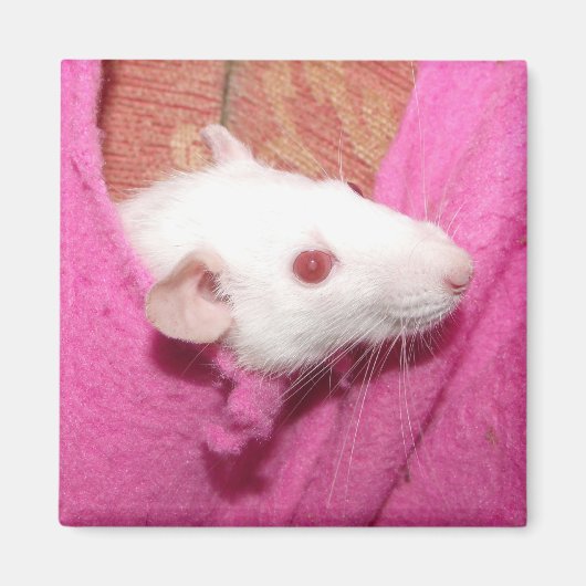 Dombo rat magneet (Voorkant)