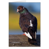 Domestic Rock Pigeon (Dark Morph) (Voorkant)