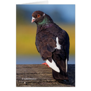 Domestic Rock Pigeon (Dark Morph)