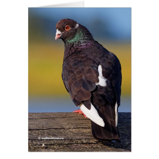 Domestic Rock Pigeon (Dark Morph) (Voorkant)