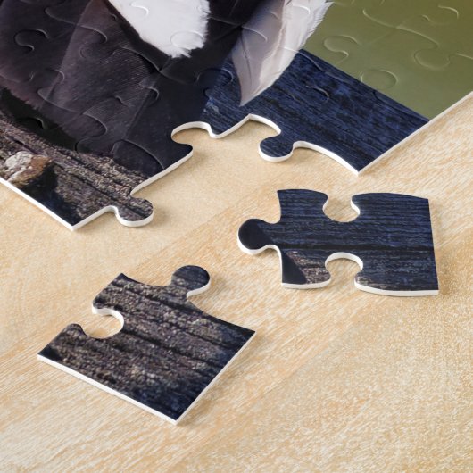 Domestic Rock Pigeon (Dark Morph) Legpuzzel (Zijkant)