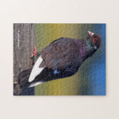 Domestic Rock Pigeon (Dark Morph) Legpuzzel (Horizontaal)