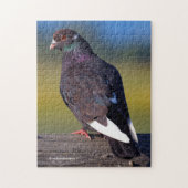 Domestic Rock Pigeon (Dark Morph) Legpuzzel (Verticaal)