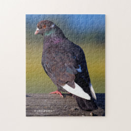 Domestic Rock Pigeon (Dark Morph) Legpuzzel