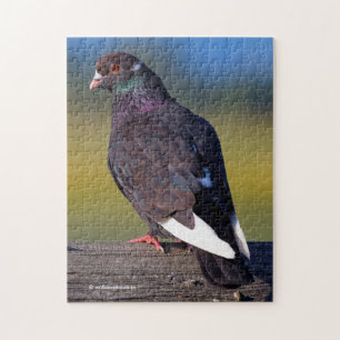 Domestic Rock Pigeon (Dark Morph) Legpuzzel