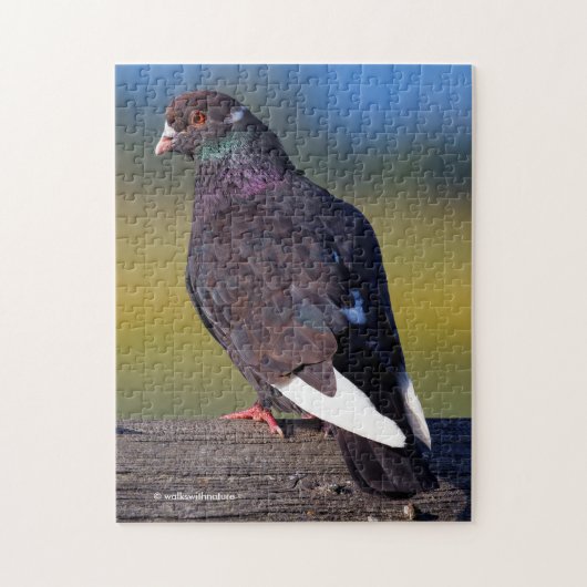 Domestic Rock Pigeon (Dark Morph) Legpuzzel (Verticaal)