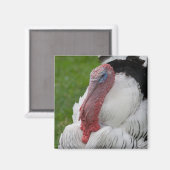 Domesticate Turkey Magneet (Voorkant / Achterkant)