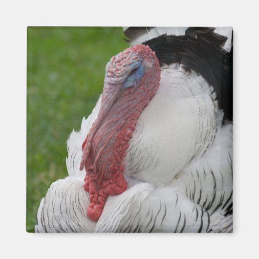 Domesticate Turkey Magneet (Voorkant)