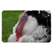 Domesticate Turkey Magneet (Horizontaal)