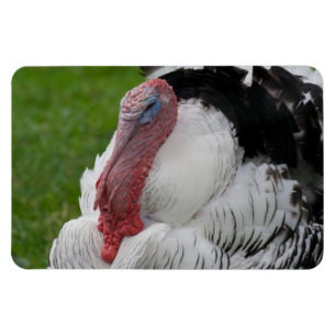 Domesticate Turkey Magneet