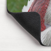 Domesticate Turkey Muismat (Hoek)