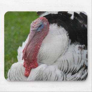 Domesticate Turkey Muismat