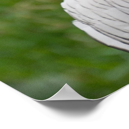 Domesticate Turkey Poster (Hoek)