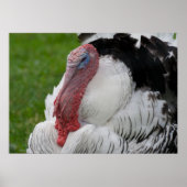 Domesticate Turkey Poster (Voorkant)