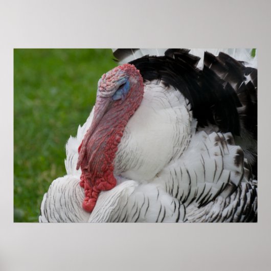 Domesticate Turkey Poster (Voorkant)