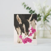 Domesticeerde Britse Alpengeit (kind). Black Briefkaart (Staand voorkant)