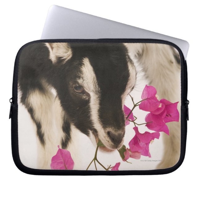 Domesticeerde Britse Alpengeit (kind). Black Laptop Sleeve (Voorkant)