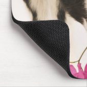 Domesticeerde Britse Alpengeit (kind). Black Muismat (Hoek)