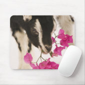 Domesticeerde Britse Alpengeit (kind). Black Muismat (Met muis)