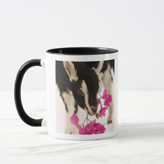 Domesticeerde Britse Alpengeit (kind). Zwart Mok (Links)