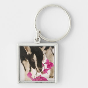 Domesticeerde Britse Alpengeit (kind). Zwart Sleutelhanger