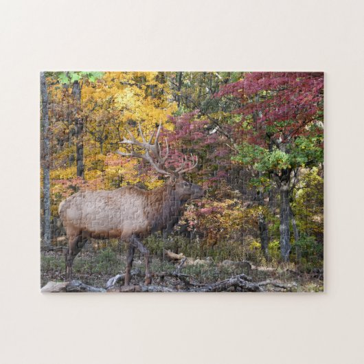 Dominant Bull Elk Autumn Rut Legpuzzel (Horizontaal)