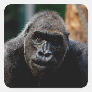 Dominant Primaat Gorilla Ape Vierkante Sticker