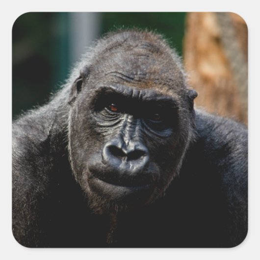 Dominant Primaat Gorilla Ape Vierkante Sticker (Voorkant)
