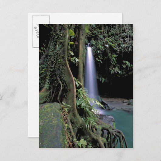 Dominica, Emerald Pool, Waterfall. Briefkaart (Voorkant / Achterkant)