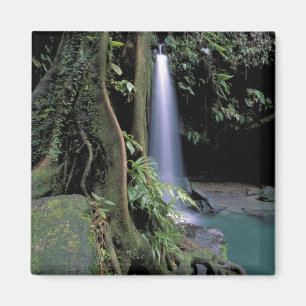 Dominica, Emerald Pool, Waterfall. Magneet