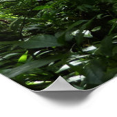 Dominicaans regenwoud II Tropisch groen Poster (Hoek)