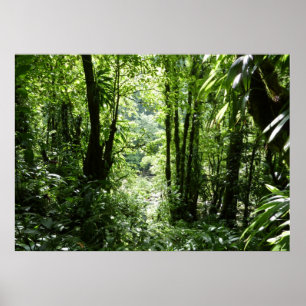 Dominicaans regenwoud II Tropisch groen Poster
