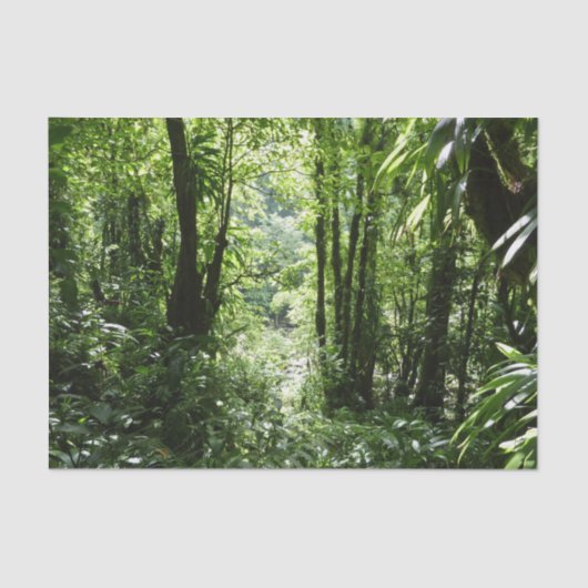 Dominicaans regenwoud II Tropisch groen Tissuepapier (Voorkant)