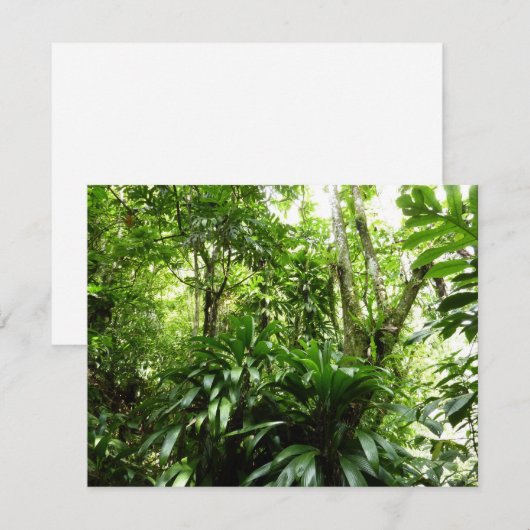 Dominicaanse Regenwoud I Tropische Groene Natuur (Voorkant / Achterkant)