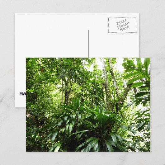 Dominicaanse Regenwoud I Tropische Groene Natuur Briefkaart (Voorkant / Achterkant)