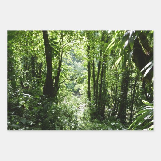 Dominicaanse Regenwoud I Tropische Groene Natuur Inpakpapier Vel (Voorkant 2)