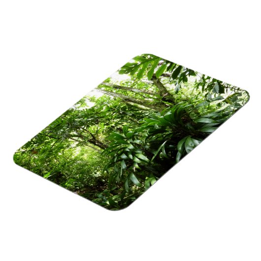 Dominicaanse Regenwoud I Tropische Groene Natuur Magneet (Linkerzijde)