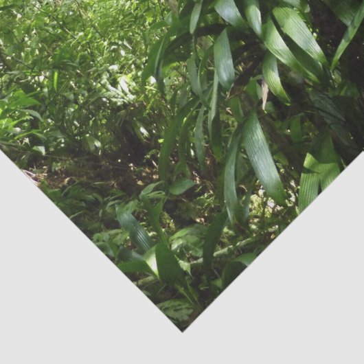 Dominicaanse Regenwoud I Tropische Groene Natuur Tissuepapier (Detail)