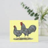 Dominique Chickens Briefkaart (Staand voorkant)